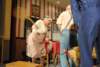 dsc_7033_small.jpg